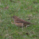 BLYTH'S PIPIT